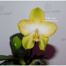 Phal. Yaphon Mituo Sir x Yins Bellina Queen №1