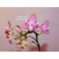 Phal. Yaphon Pink Bee бабулетка