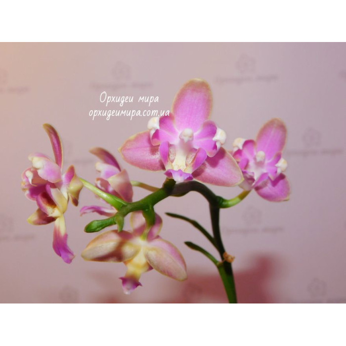 Фаленопсис Яфон Пінк Біі (Yaphon Pink Bee бабулетка)