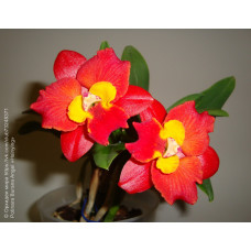 Pot. Burana Angel Hsinying