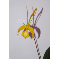 Psychp. Mariposa Alba