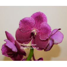 V. Patchara Delight hybrid V. Patchara Delight hybrid