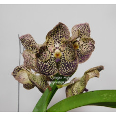 Vanda hybrid №1 Vanda hybrid №1