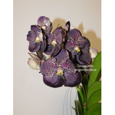 Vanda hybrid №2 Vanda hybrid №2
