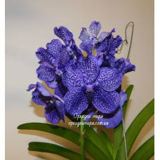 Vanda hybrid №3 Vanda hybrid №3