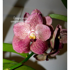Vanda hybrid №4 Vanda hybrid №4