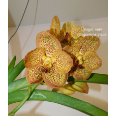 Vanda hybrid №5 Vanda hybrid №5