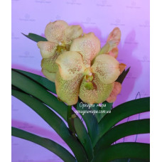 Vanda Yellow Spots Vanda Yellow Spots