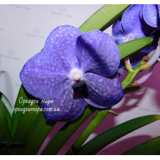 Vanda blue Vanda blue
