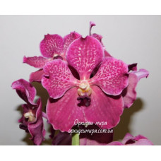Vanda hybrid №10 Vanda hybrid №10