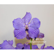 Vanda hybrid №11 Vanda hybrid №11
