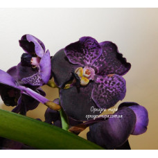 Vanda hybrid №9 Vanda hybrid №9