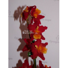 Wils. Dianne Feinstein Red Ruby