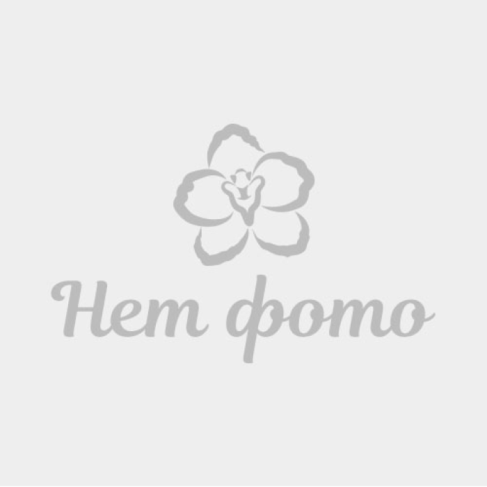 Пафiопедилум (In-Charm Handel)