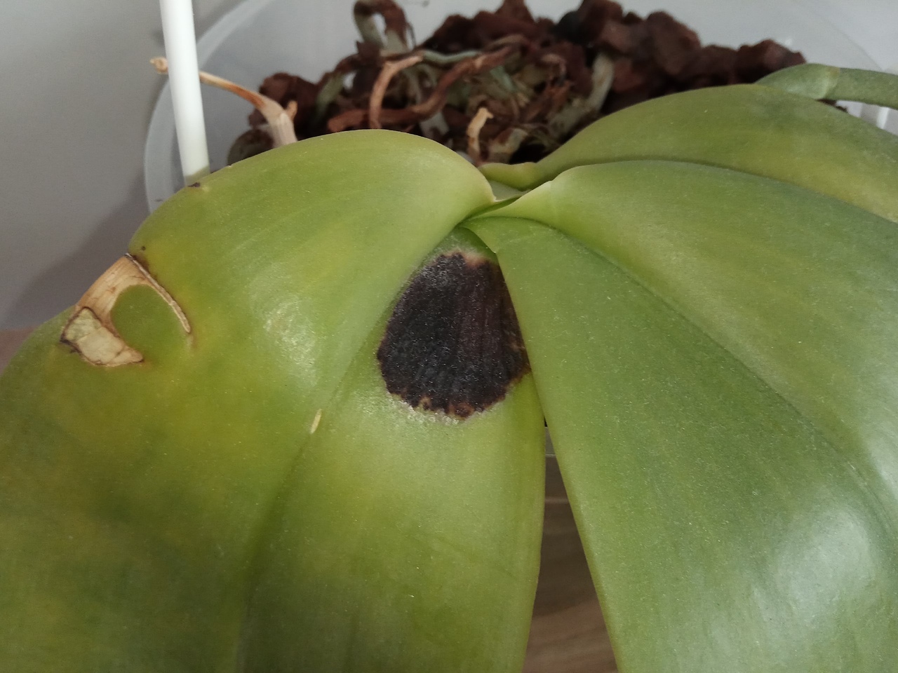 Ожог на листе орхидеи