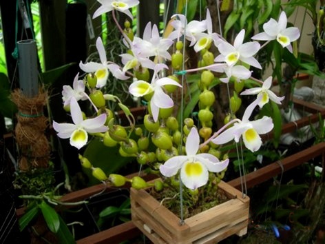 Dendrobium findlayanum