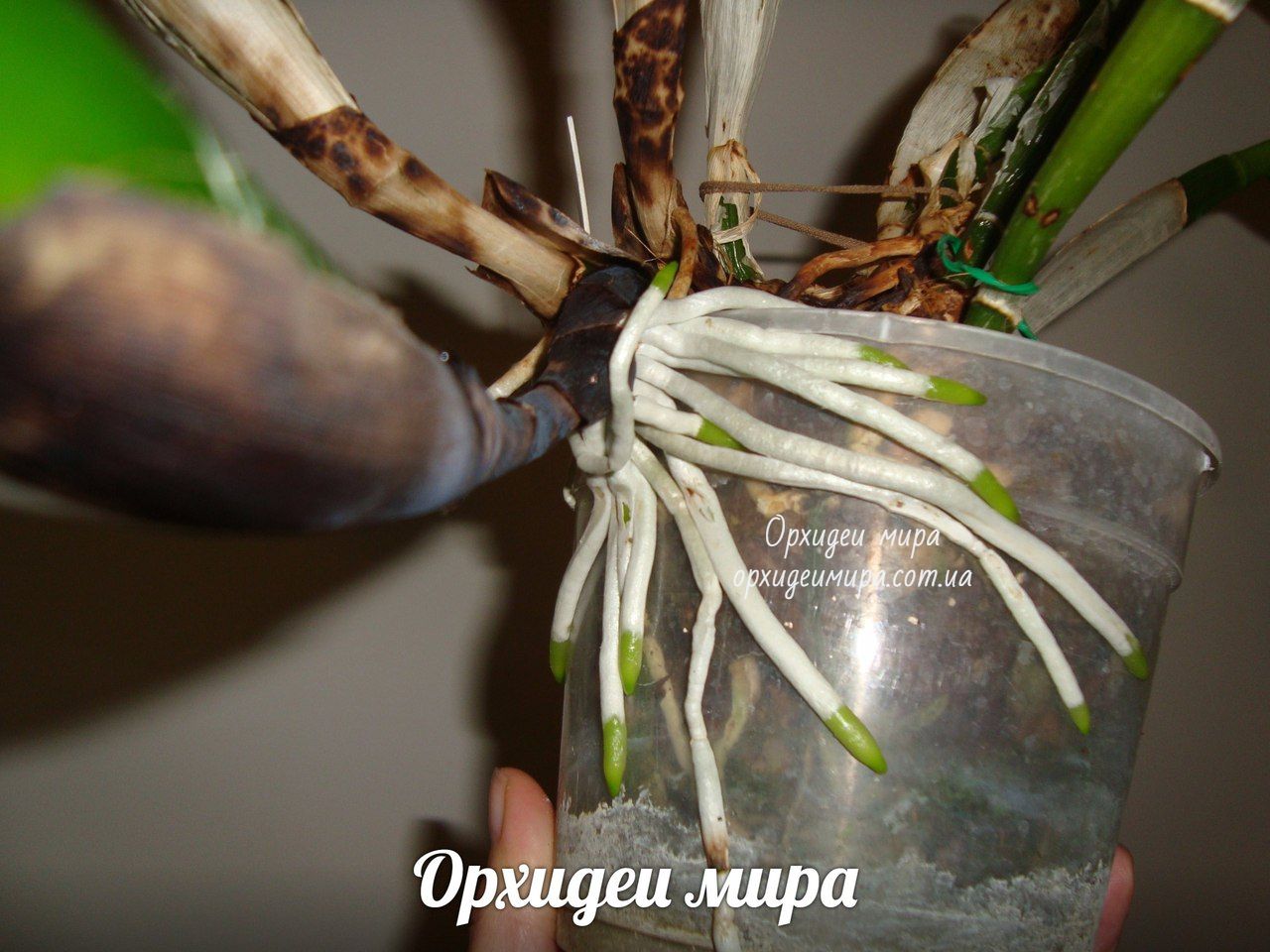 Орхидея После Магазина Пересадить