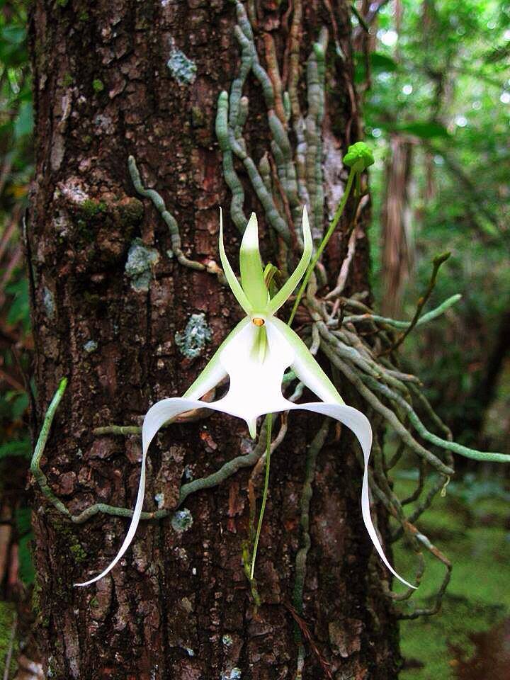 Орхидея в природе