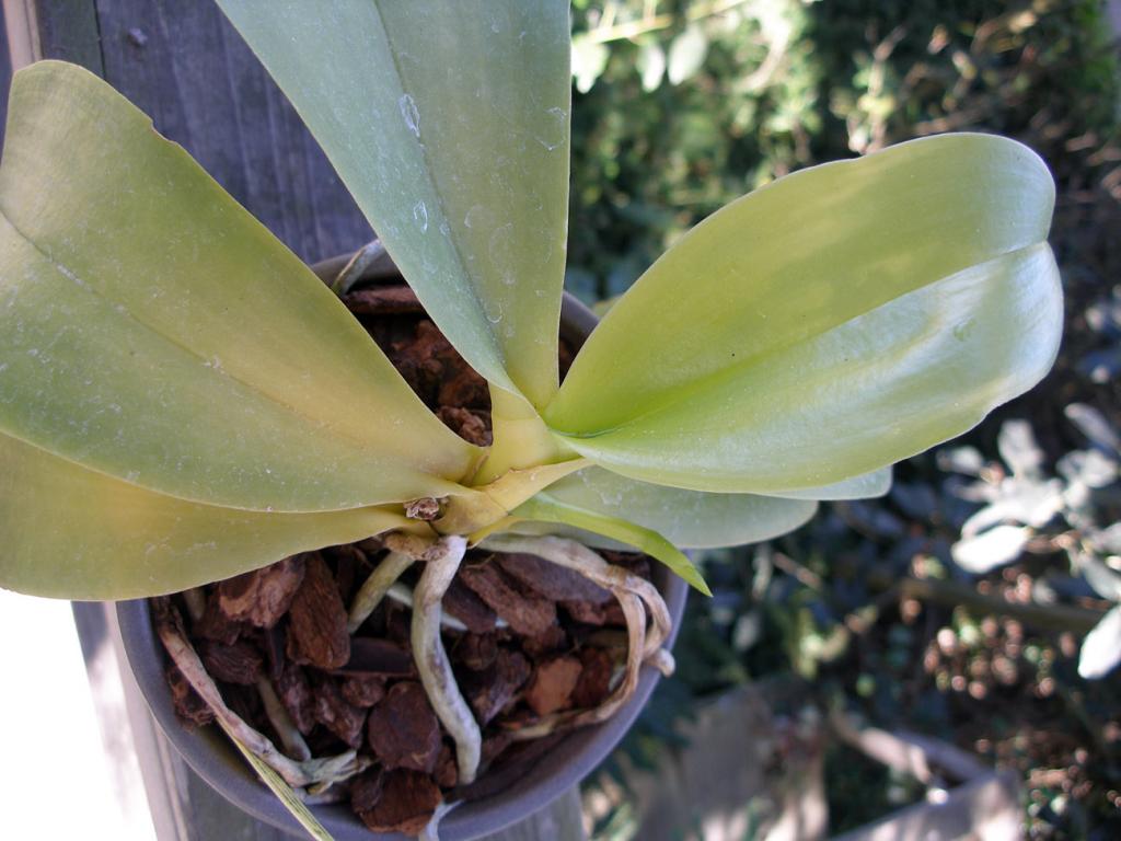 Хлороз орхидеи