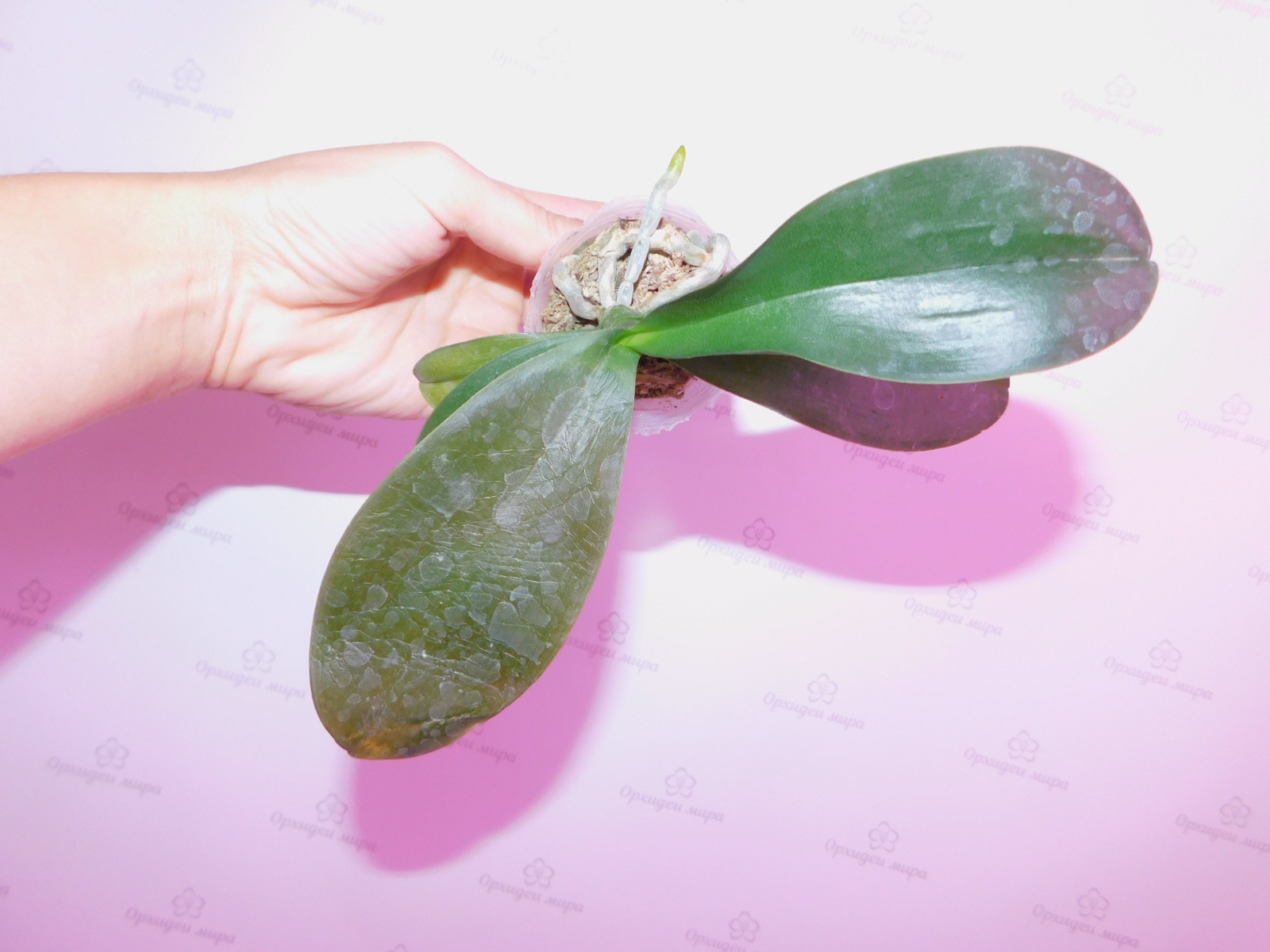 Правила процесса протирки листьев орхидеи