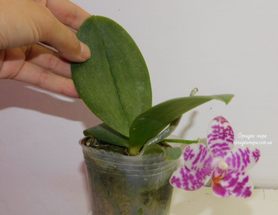 Проверка перегрева листьев орхидеи