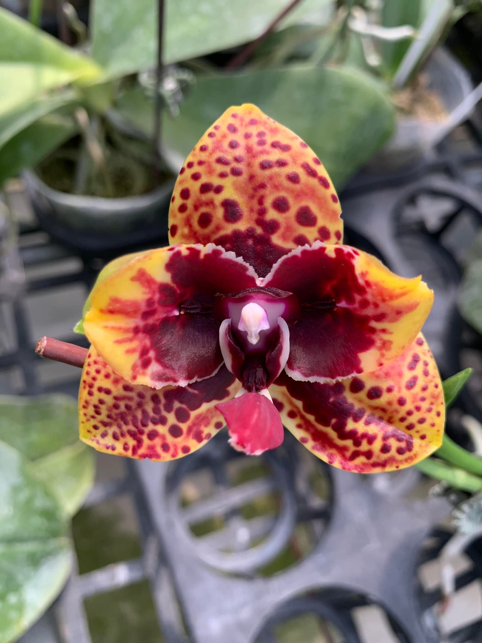 Орхидея с мутацией