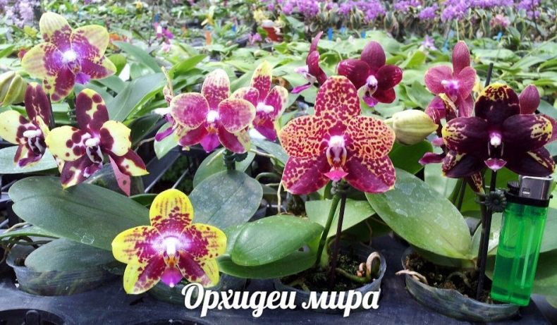 Орхидея фаленопсис. Что такое пересорт орхидеи?