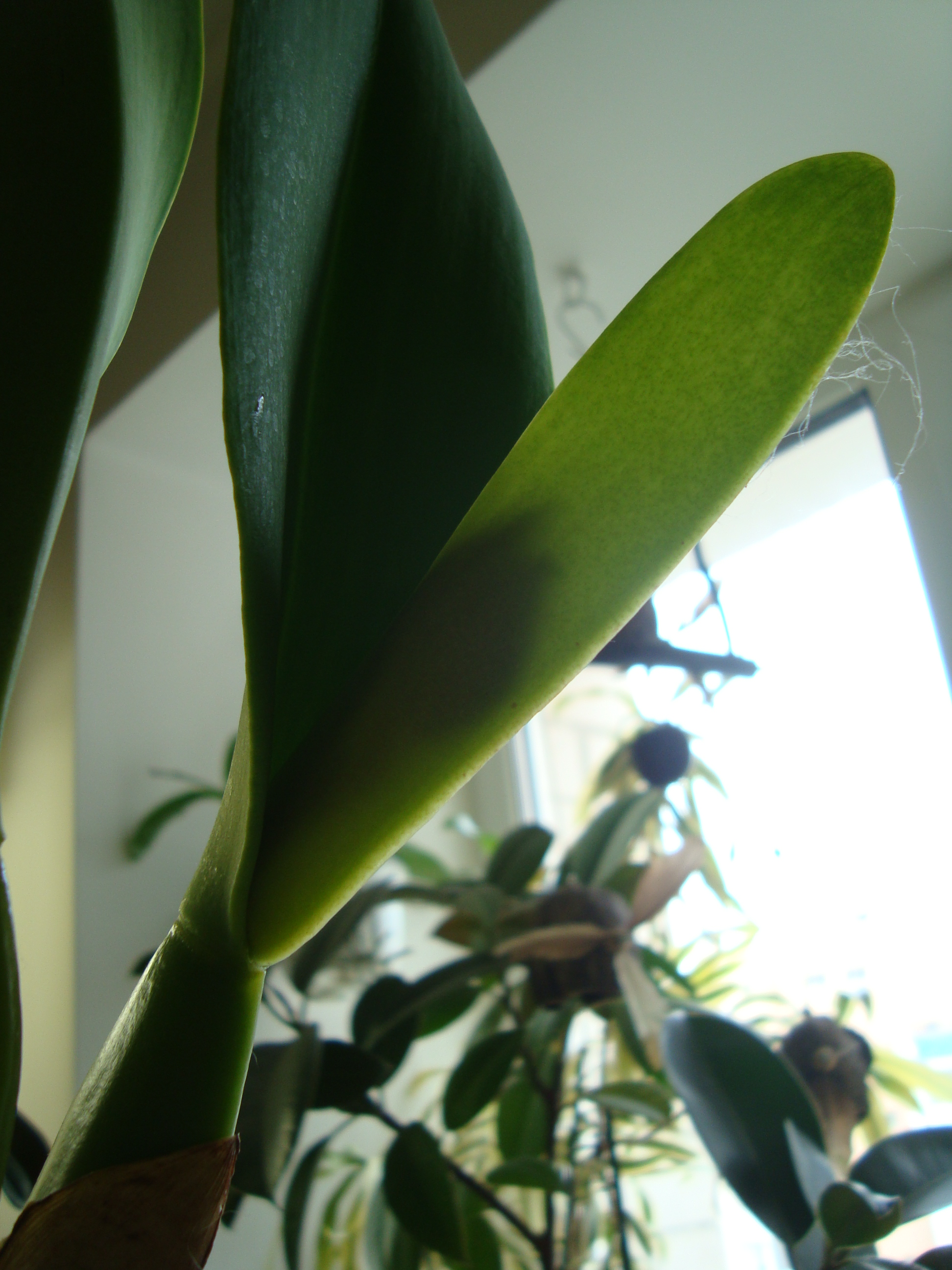 Опадение нераспустившихся бутонов у орхидей: причины и способы предотвращения