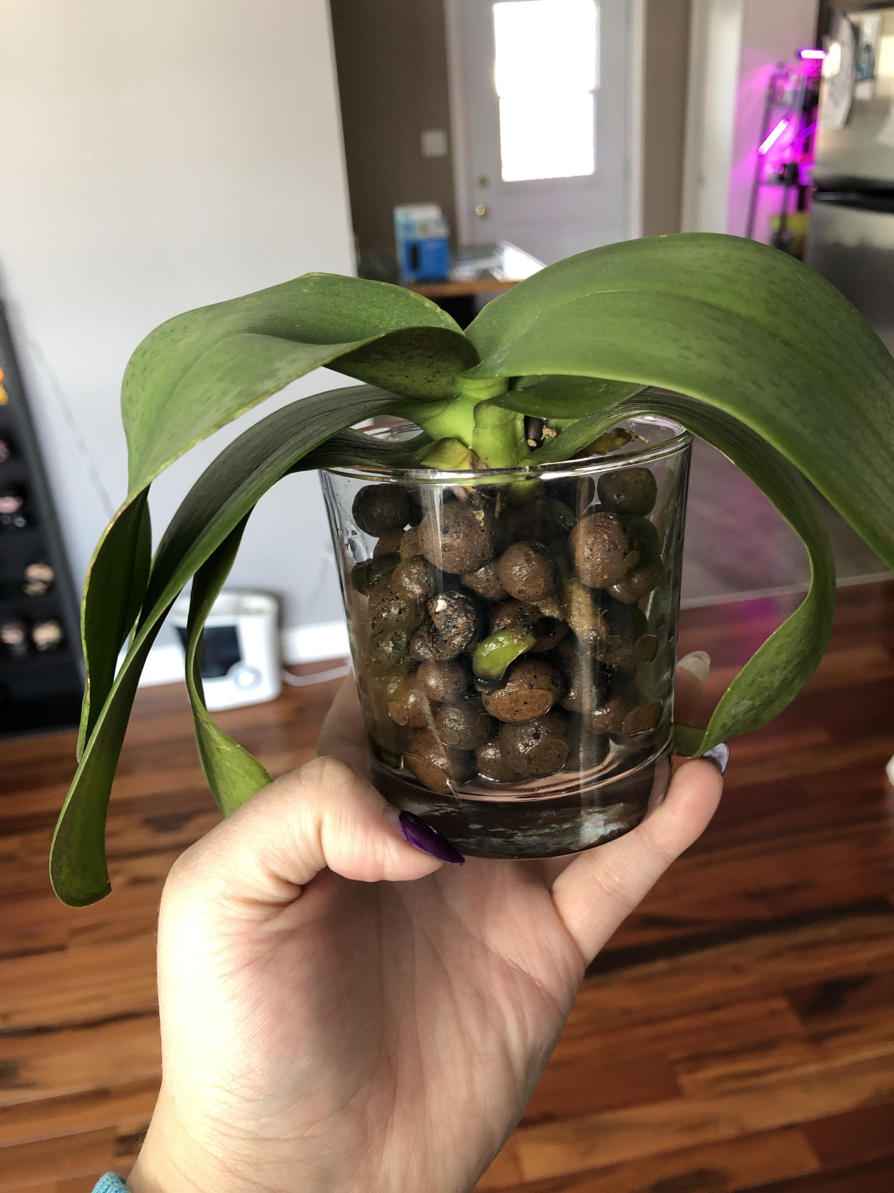 Как спасти орхидею с вялыми листьями: реанимация без корней и наращивание в домашних условиях пошагово. Как вернуть жизнь в мини-тепличке?