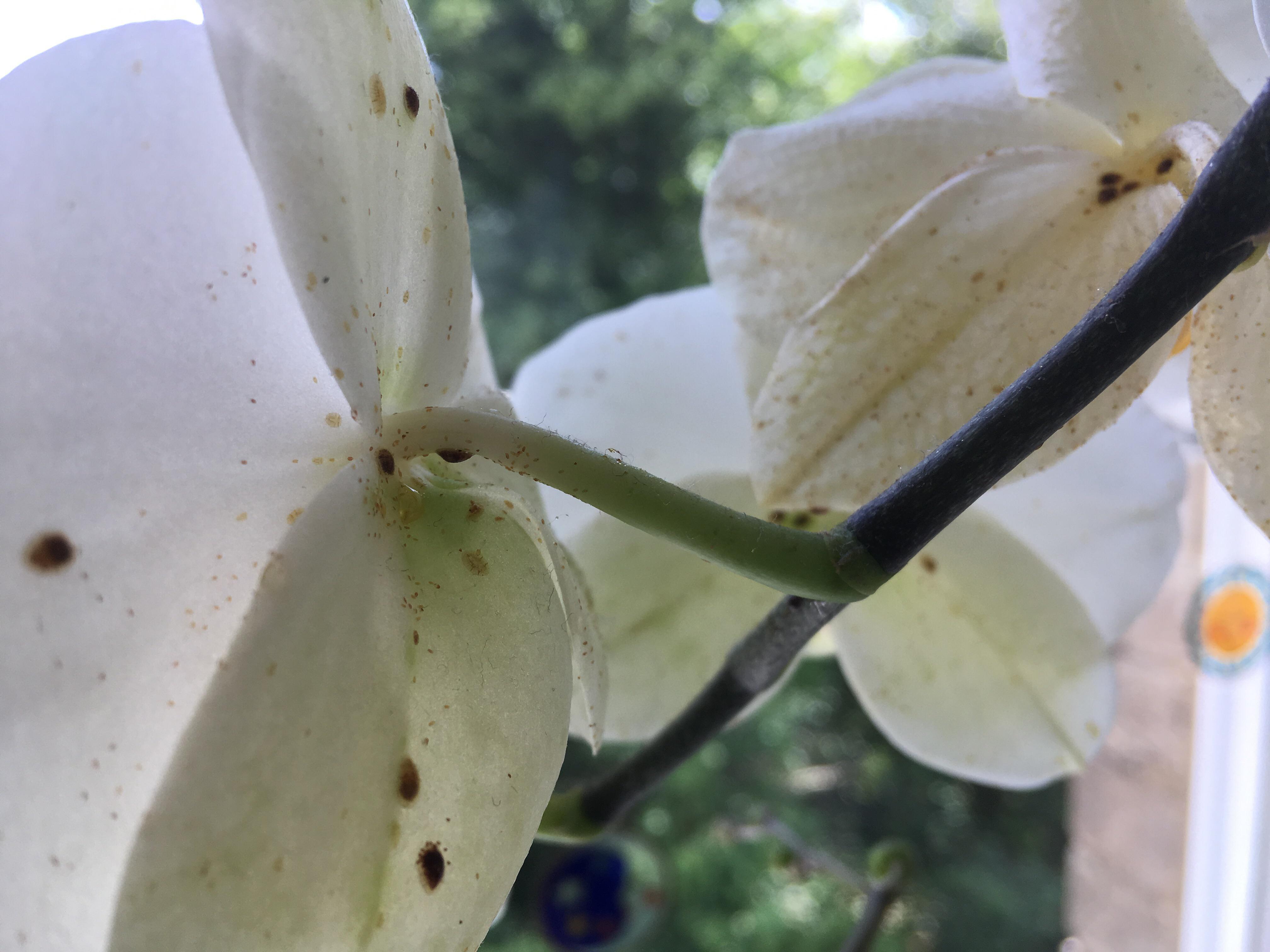 Щитовка на цветах орхидеи