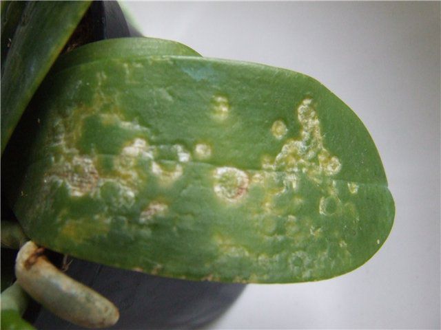 Вирус на листьях фаленопсиса