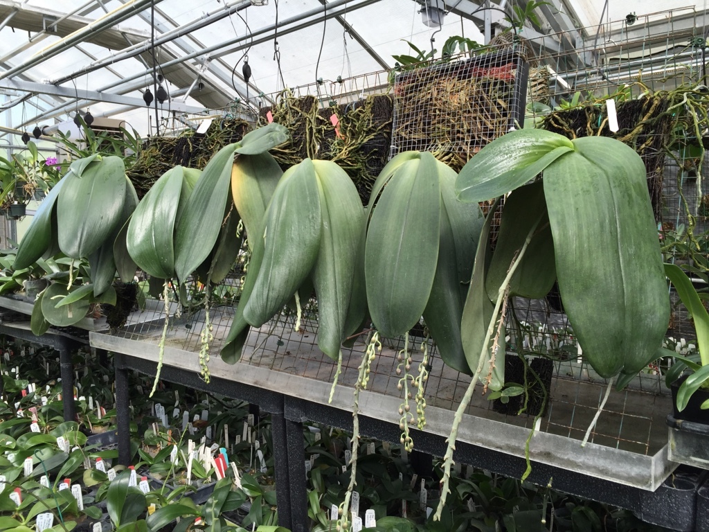 Причины и способы борьбы с вялыми листьями у орхидеи после полива