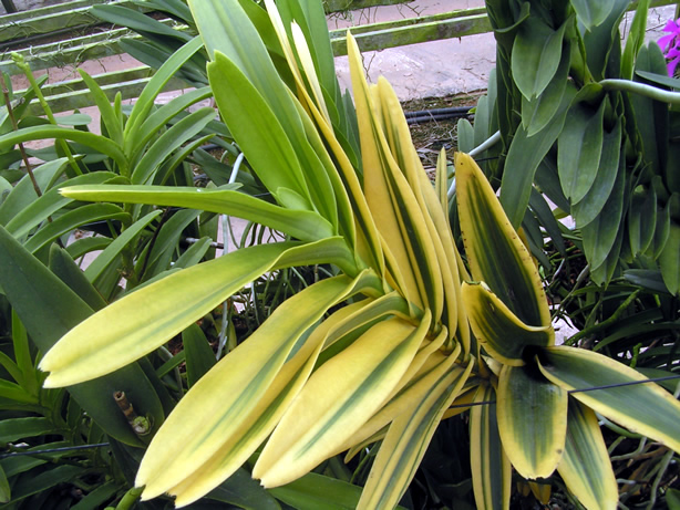 Почему орхидея желтеет: причины и решения