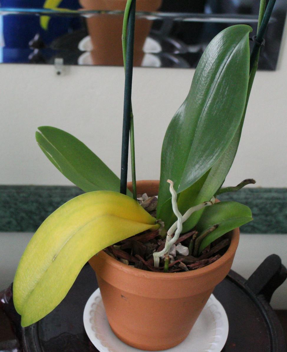Желтый лист орхидеи